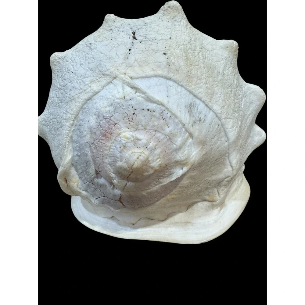 Horned CASSIS Cornuta Helmet Shell Long Lbs Large Conch